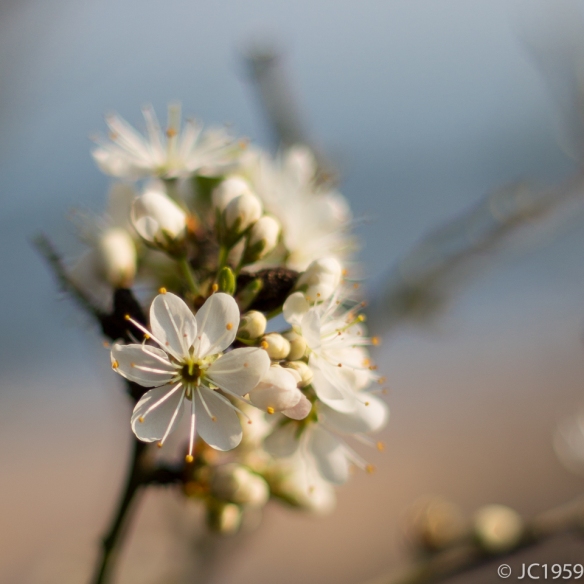 Cherry Blossom White