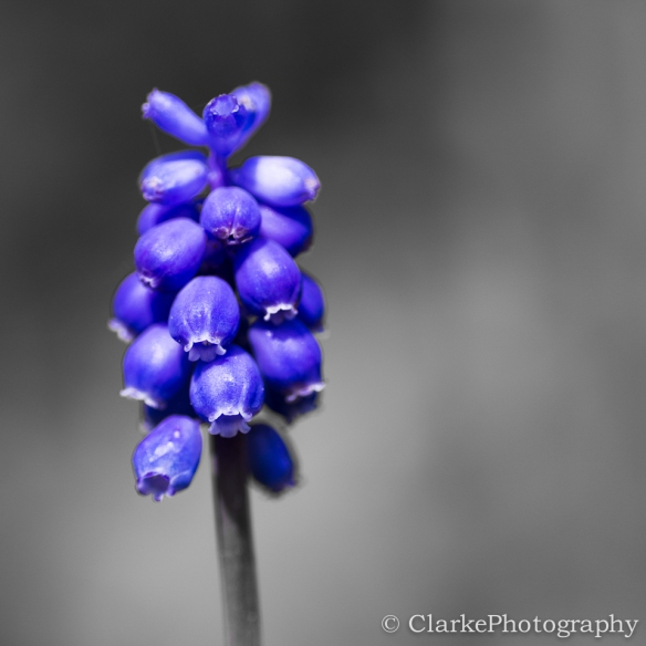 Coloursplash Flower Blue