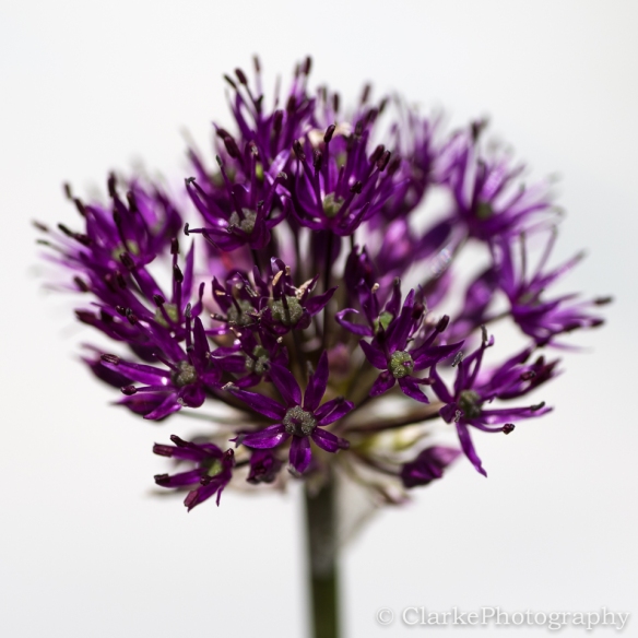 Purple Allium on white background